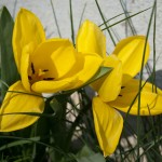 Påskafton 2009 - gula blommor