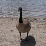 Canadian goose 2010-06-14