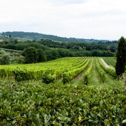 Colle Verde Vineyards